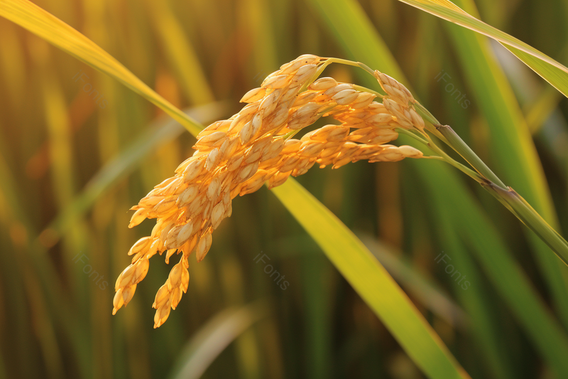 绿油油稻田黄金水稻稻穗背景图,高清,摄影图,摄影图片,图片大全,摄影图免费下载